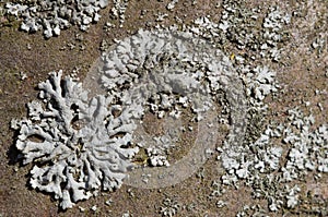 Hypogymnia physodes. Lichen on tree bark in spring