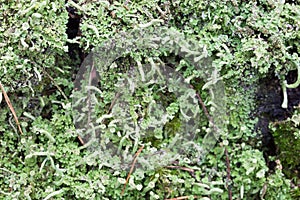 Hypogymnia physodes lichen on tree twig photo