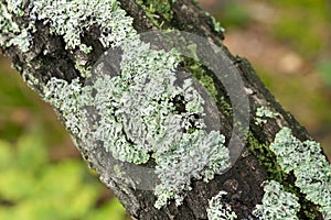 Hypogymnia physodes lichen on tree twig photo