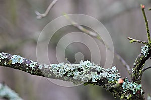 Hypogymnia physodes  lichenized fungi growing on a branch