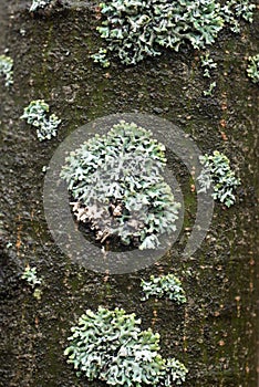 Hypogymnia physodes monk`s-hood lichen lichen on tree branch closeup selective focus