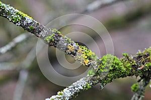 Hypogymnia physodes and moss lichenized fungi growing on a branch