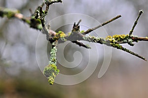 Hypogymnia physodes and moss lichenized fungi growing on a branch