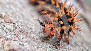 this is the Hypolimnas anomala caterpillar, Malayan Eggfly or Crow Eggfly