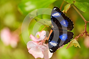 Hypolimnas bolina, blue moon butterfly, from Madagascar to Asia and Australia. Blue black butterfly sitting on the pink flower in