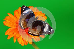 Hypolimnas bolina on gerber