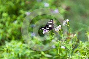 Hypolimnas bolina, the great eggfly, common eggfly or blue moon butterfly resting on the flower plant