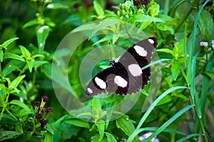 Hypolimnas bolina, the great eggfly, common eggfly or blue moon butterfly resting on the flower plant