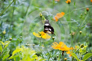 Mariposa alas ancho abrir en la luz durante primavera 