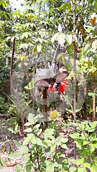 Hypolimnas bolina pollination tithonia