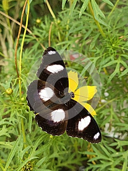 Hypolimnas Missipus Buterfly