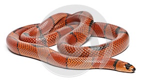 Hypomelanistic aberrant Honduran milk snake, Lampropeltis triangulum hondurensis photo