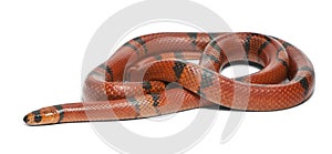 Hypomelanistic aberrant Honduran milk snake, Lampropeltis triangulum hondurensis