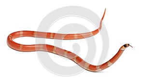 Hypomelanistic Honduran milk snake, Lampropeltis triangulum hondurensis photo