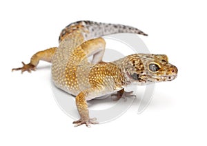 Hypomelanistic Leopard gecko, Eublepharis macularius