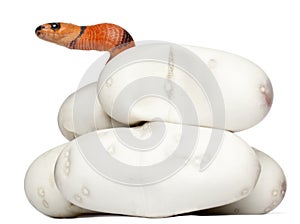 Hypomelanistic milk snake or milksnake