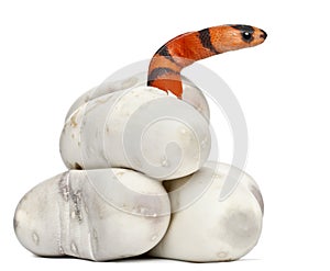 Hypomelanistic milk snake or milksnake, lampropeltis triangulum hondurensis, 1 minute old