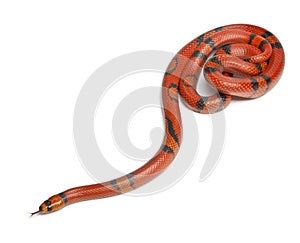 Hypomelanistique Honduran milk snake