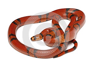 Hypomelanistique Honduran milk snake, Lampropeltis triangulum hondurensis photo