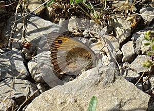 Hyponephele lycaon butterfly. photo