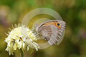 Hyponephele lycaon , the dusky meadow brown butterfly