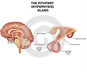 Hypophysis, Pituitary gland