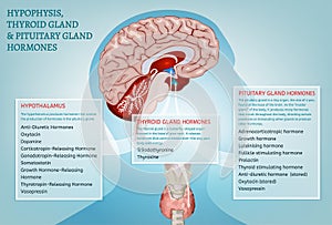 Endocrino sistema imagen 