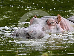 Hypopotamus photo