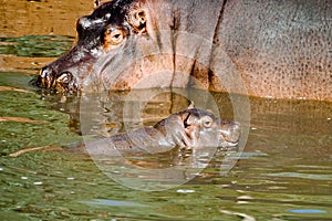 Hypopotamus female monitors her hippopotamus breed photo