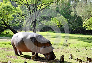 Hypopotamus in the jungle photo