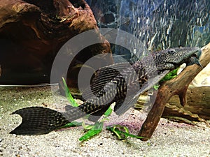 Hypostomus plecostomus , Fish