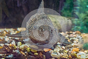 Hypostomus Plecostomus on green plants in aquarium