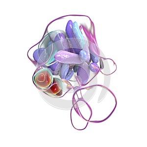 Hypothalamic nuclei, 3D illustration