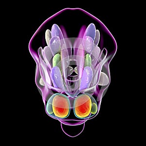 Hypothalamic nuclei, 3D illustration