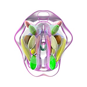 Hypothalamic nuclei, 3D illustration