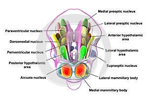 Hypothalamic nuclei, 3D illustration