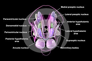 Hypothalamic nuclei, 3D illustration