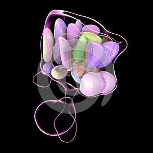 Hypothalamic nuclei, 3D illustration