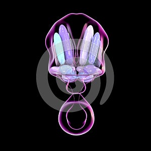 Hypothalamic nuclei, 3D illustration photo
