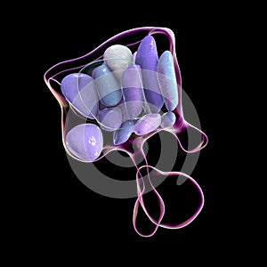 Hypothalamic nuclei, 3D illustration photo