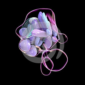Hypothalamic nuclei, 3D illustration photo