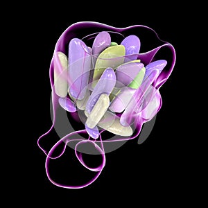 Hypothalamic nuclei, 3D illustration photo