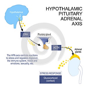 Hypothalamic pituitary adrenal axis photo