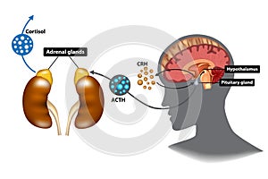 Hypothalamic-pituitary-adrenal HPA axis