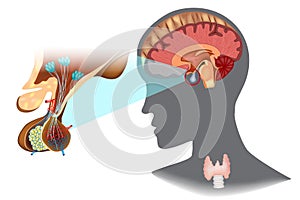 Hypothalamic-pituitary thyroid axis