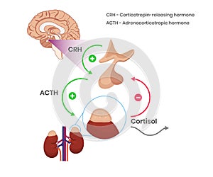 Hypothalamicâ€“pituitaryâ€“adrenal axis physiology illustration. Cortisol production schematic drawing