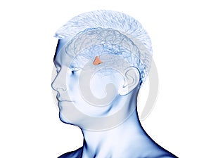 The hypothalamus