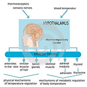 Hypothalamus photo