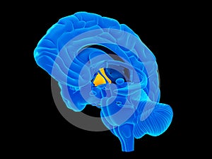 The hypothalamus