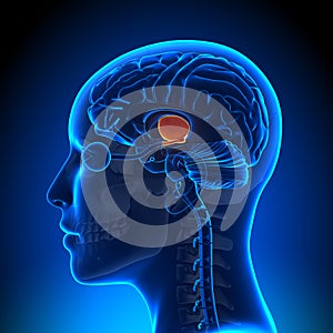 Hypothalamus - Female Brain Anatomy